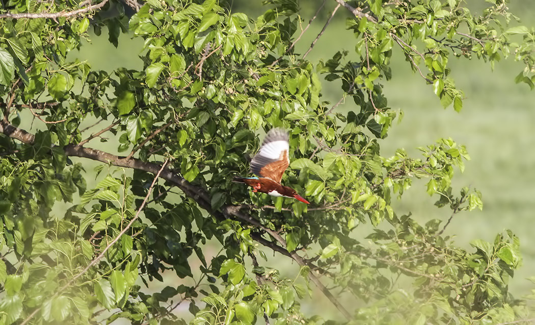 İzmir yalıçapkını