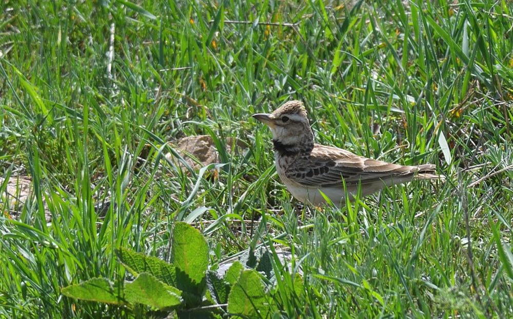 Küçük boğmaklı toygar