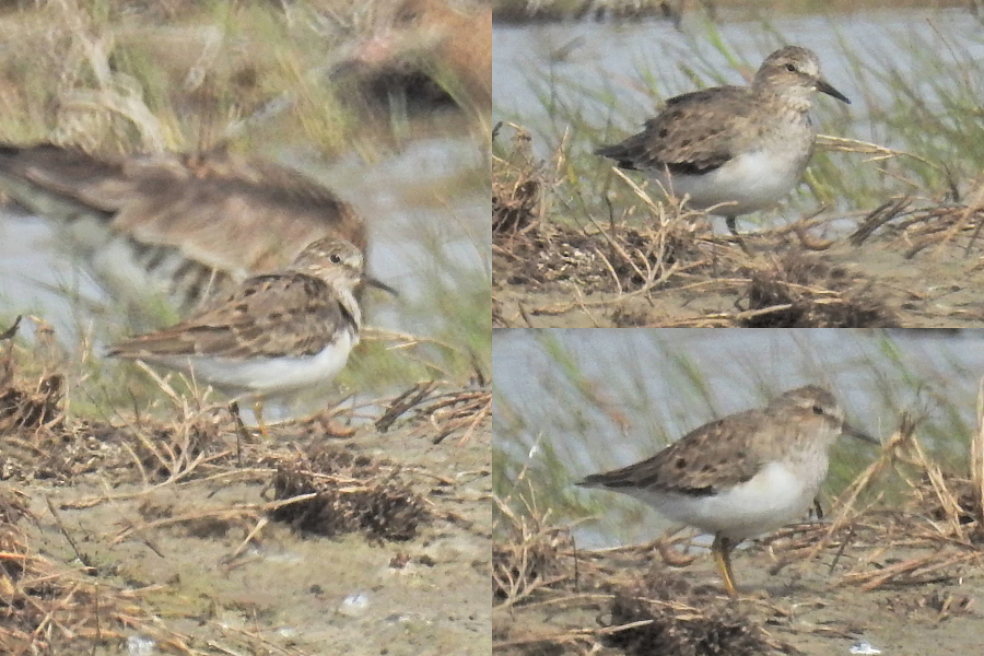 Sarıbacaklı kumkuşu