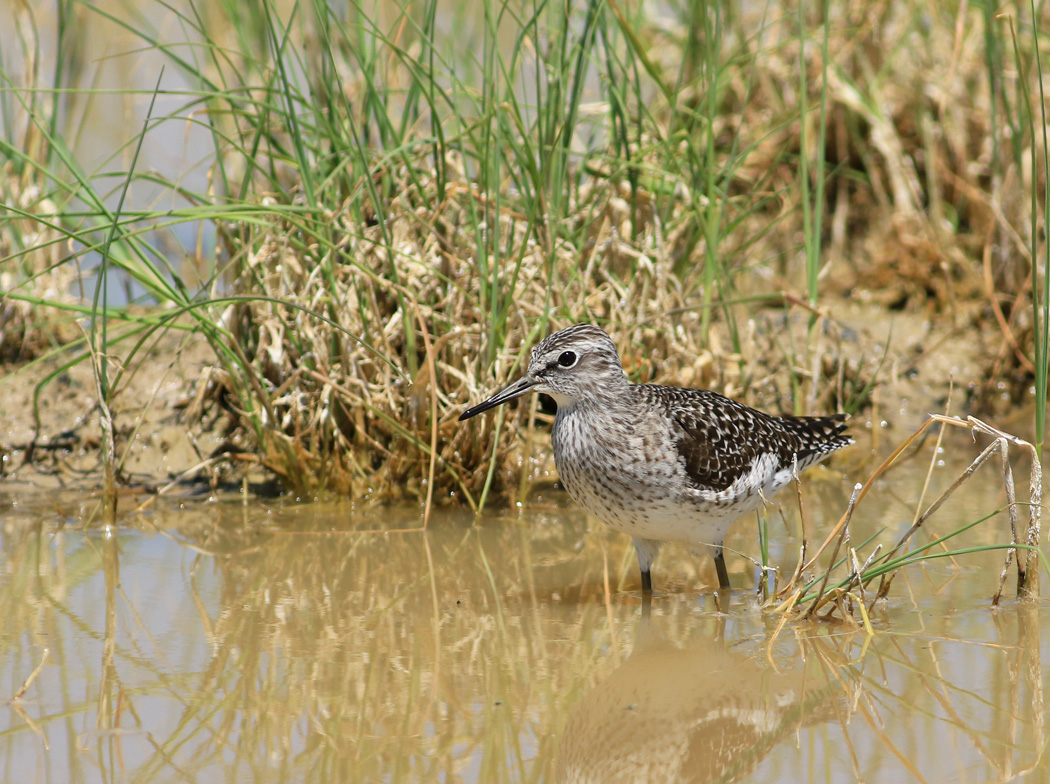 Orman düdükçünü