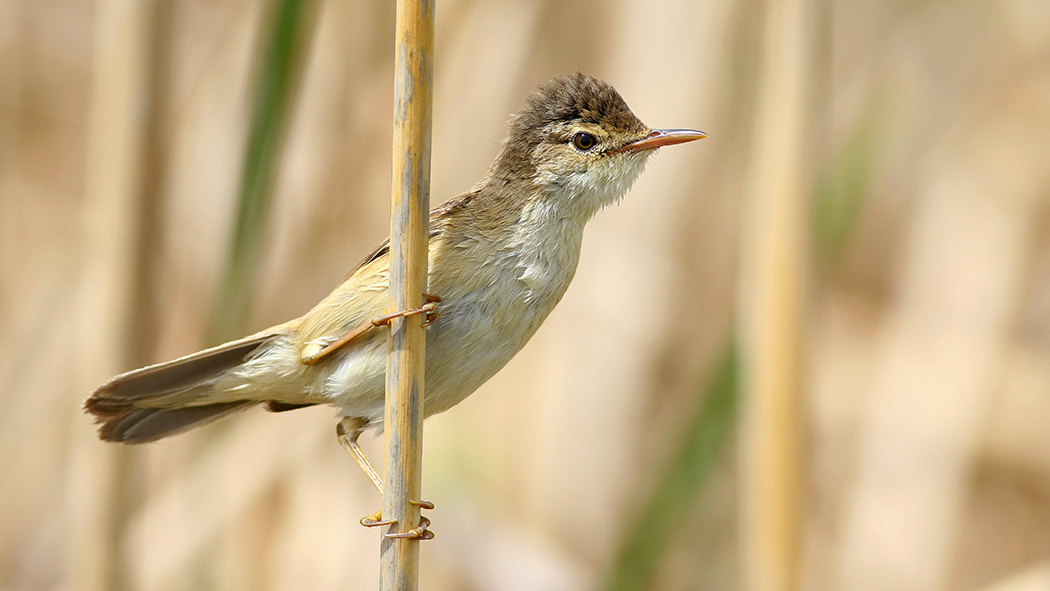 Büyük kamışçın