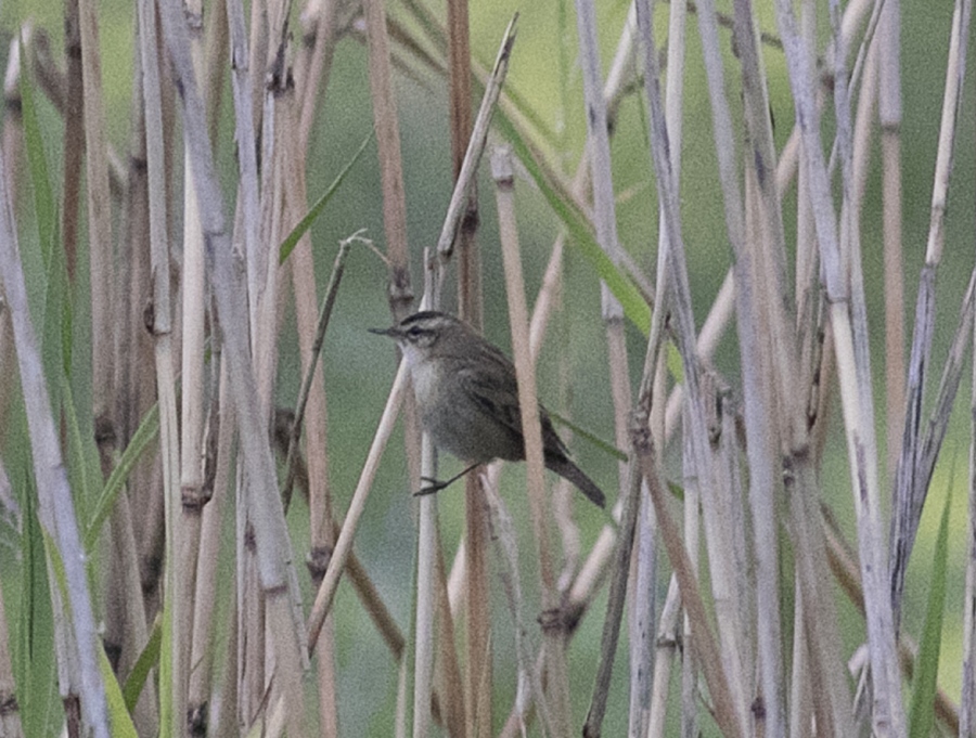 Bıyıklı kamışçın