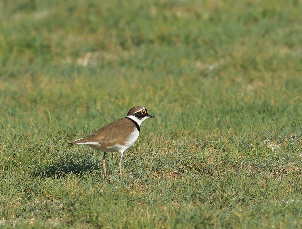 Halkalı küçük cılıbıt
