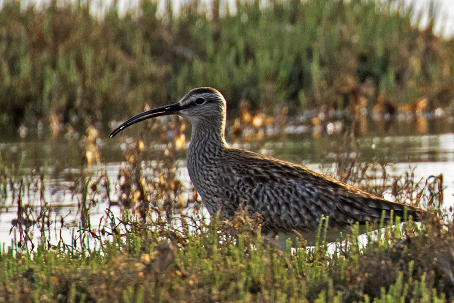 Sürmeli kervançulluğu