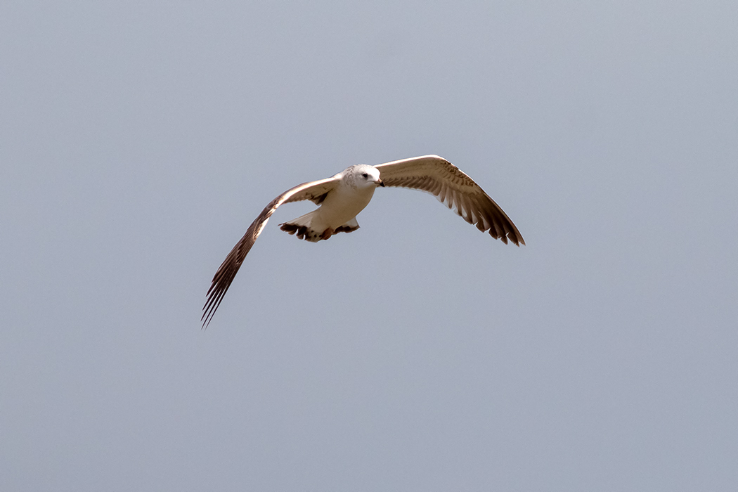 Küçük gümüş martı