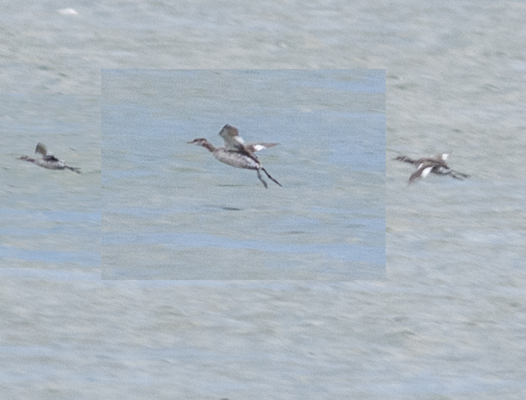 Kızılboyunlu batağan