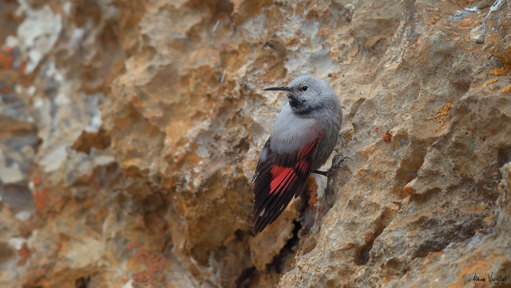 Duvar tırmaşıkkuşu