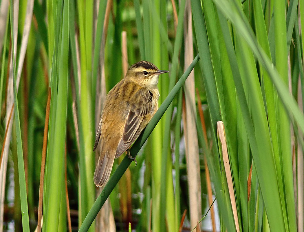 Kındıra kamışçını