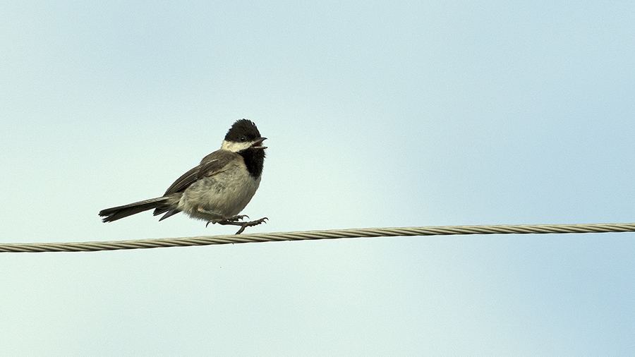Akyanaklı baştankara