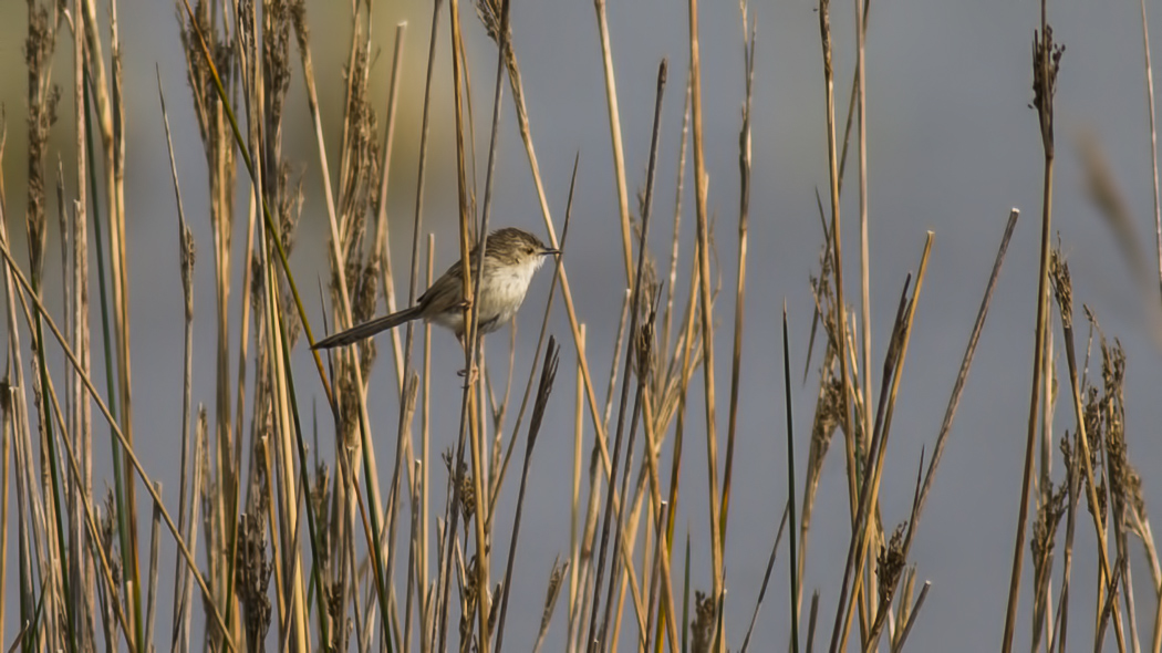 Dikkuyruklu ötleğen