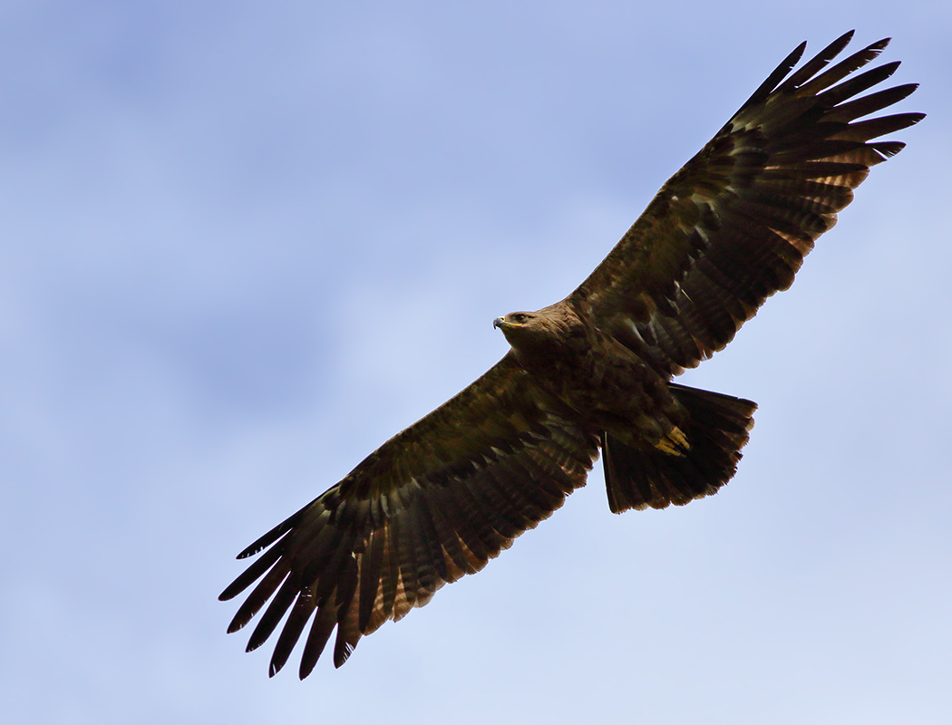 Küçük orman kartalı