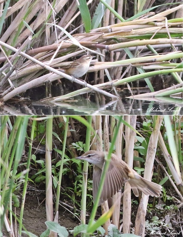 Kındıra kamışçını