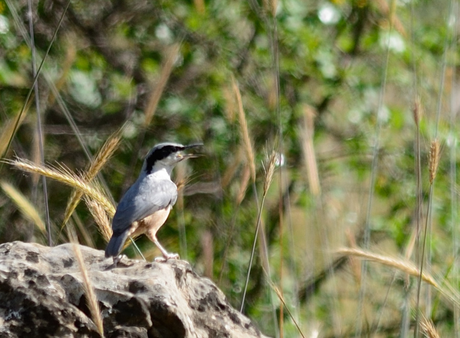 Büyük kaya sıvacısı
