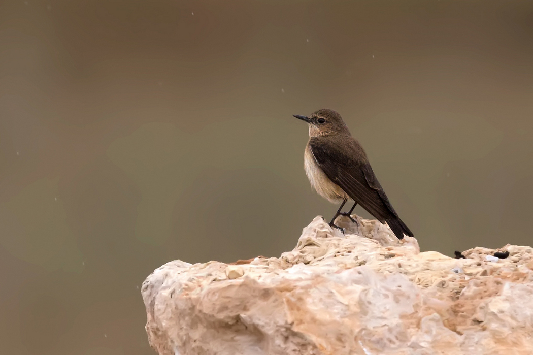 Karakulaklı kuyrukkakan