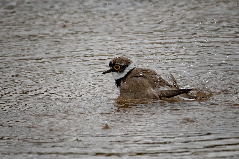 Halkalı küçük cılıbıt