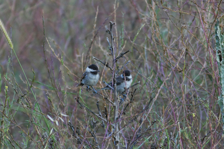 Akyanaklı baştankara