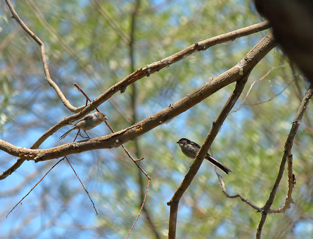Uzunkuyruklu baştankara