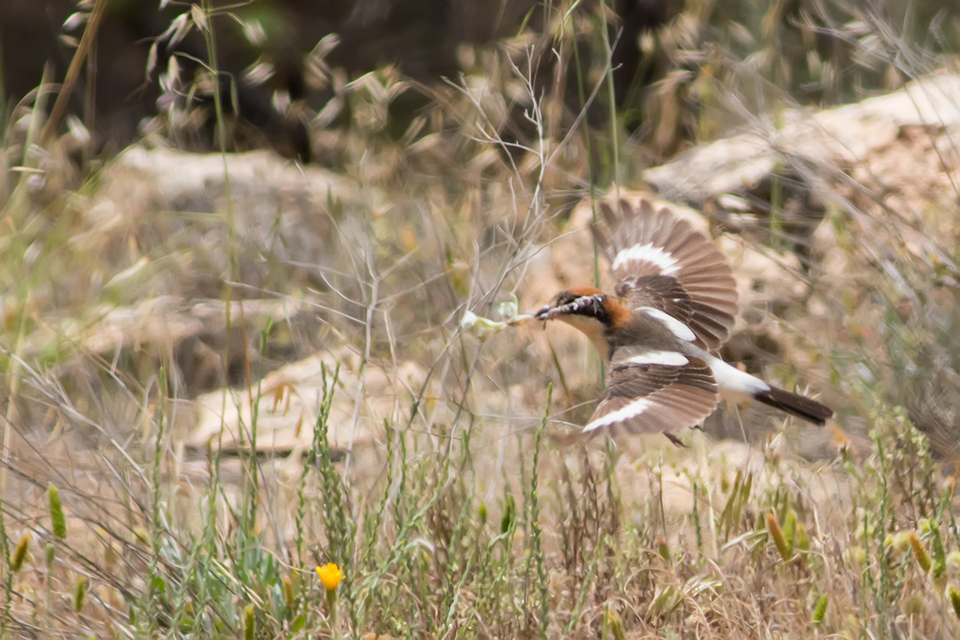 Kızılbaşlı örümcekkuşu