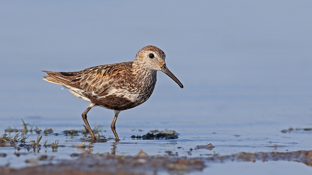 Karakarınlı kumkuşu