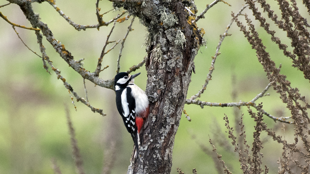 Orman alaca ağaçkakanı