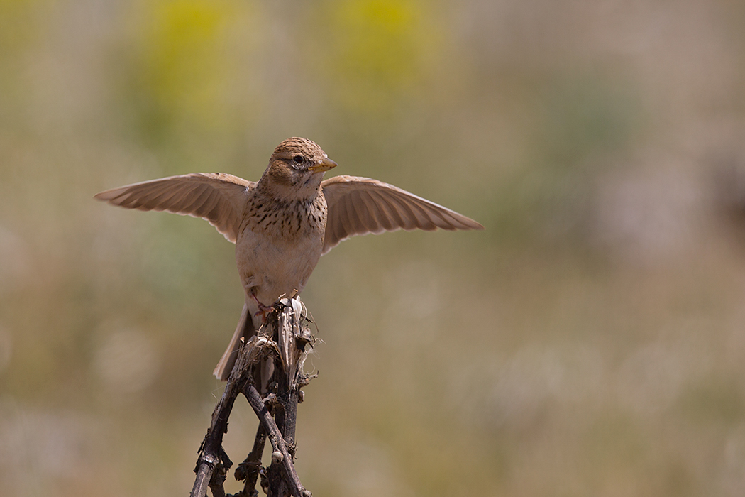 Türkistan çorak toygarı