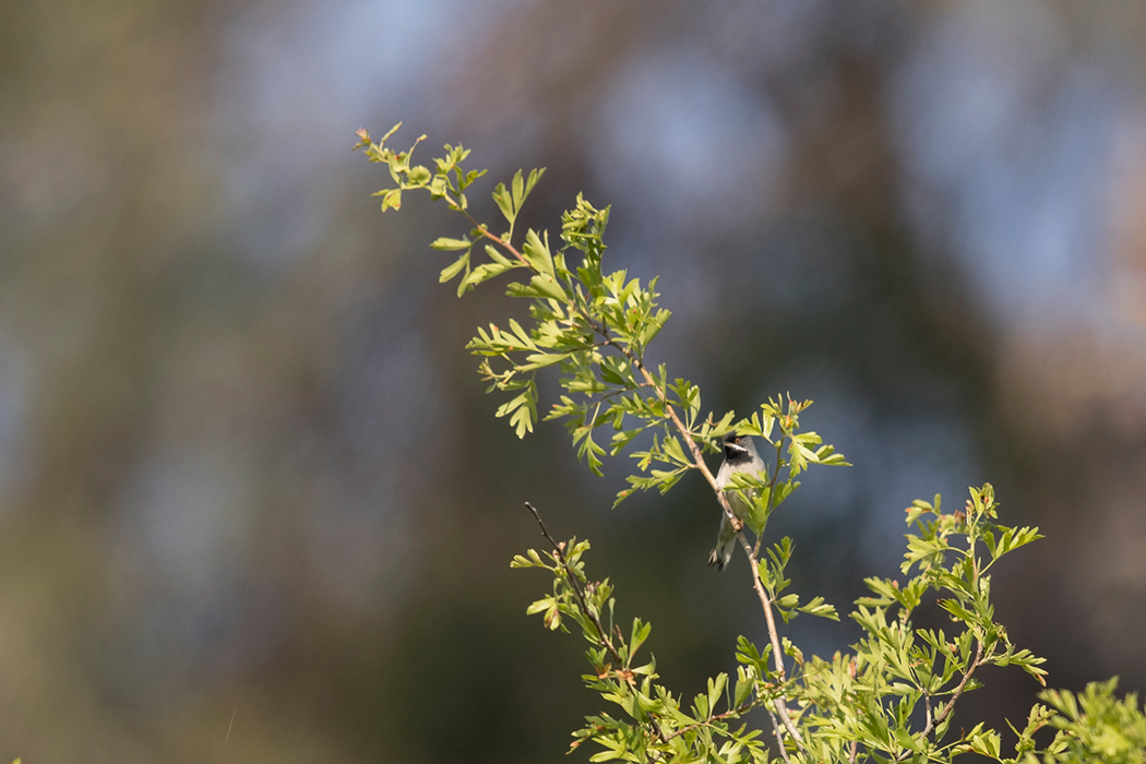 Karaboğazlı ötleğen