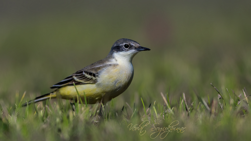 Sarı kuyruksallayan