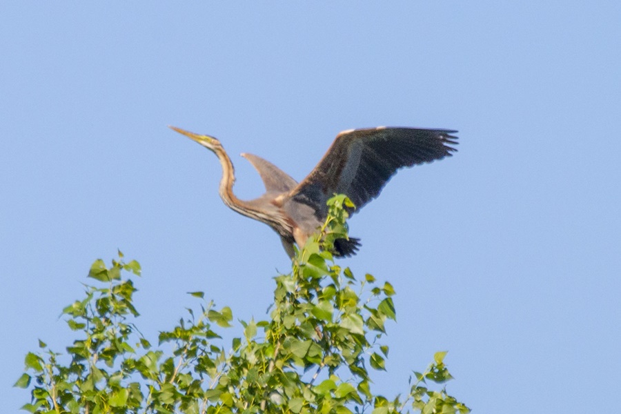 Erguvani balıkçıl