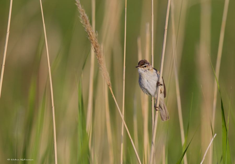 Doğu kamışçını