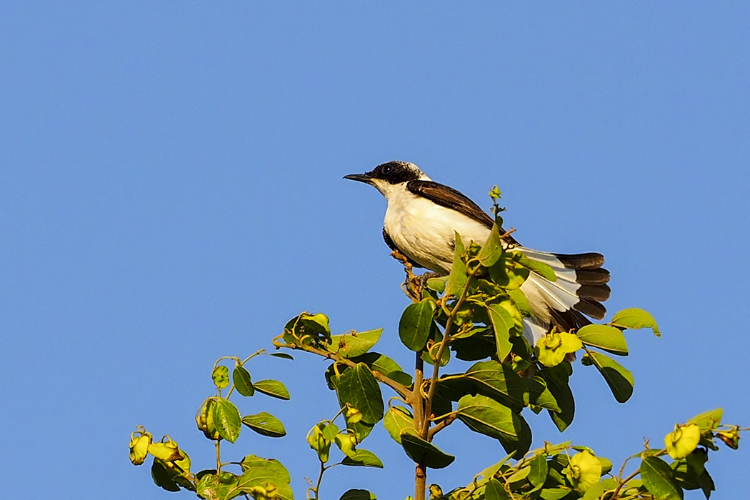 Karakulaklı kuyrukkakan