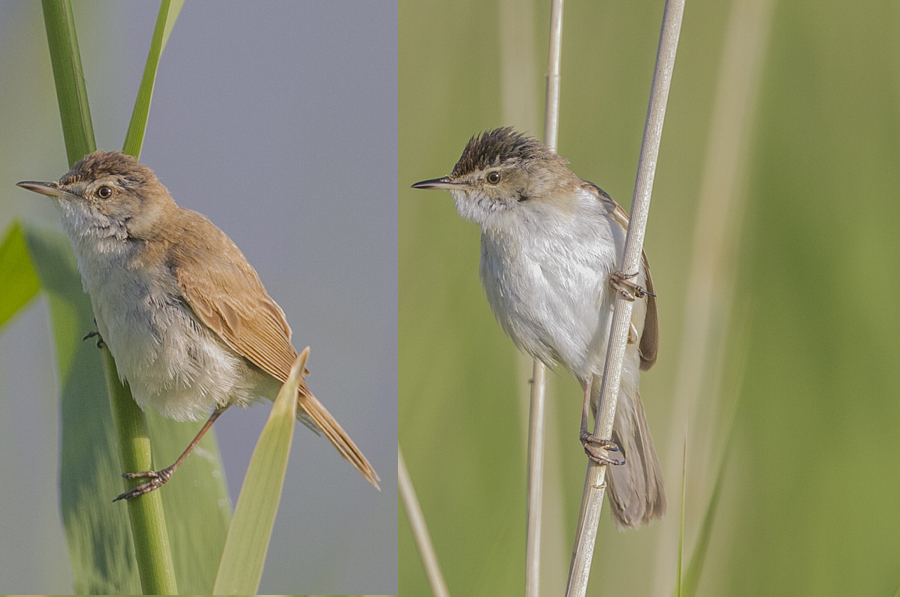 Doğu kamışçını