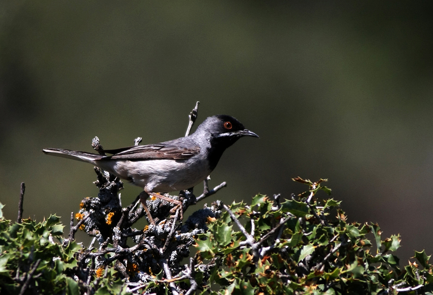 Karaboğazlı ötleğen