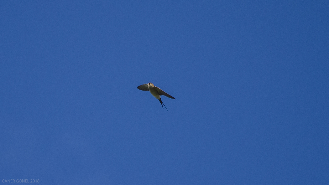 Kızıl kırlangıç