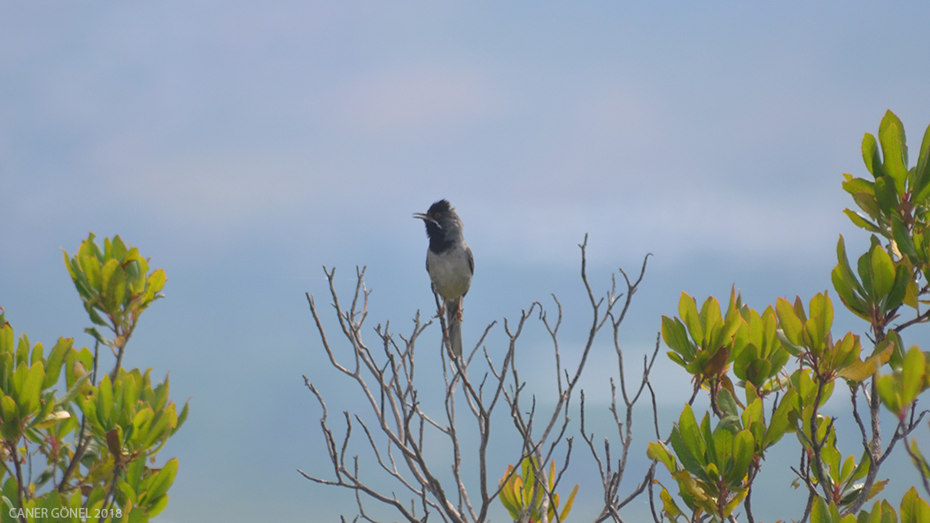 Karaboğazlı ötleğen