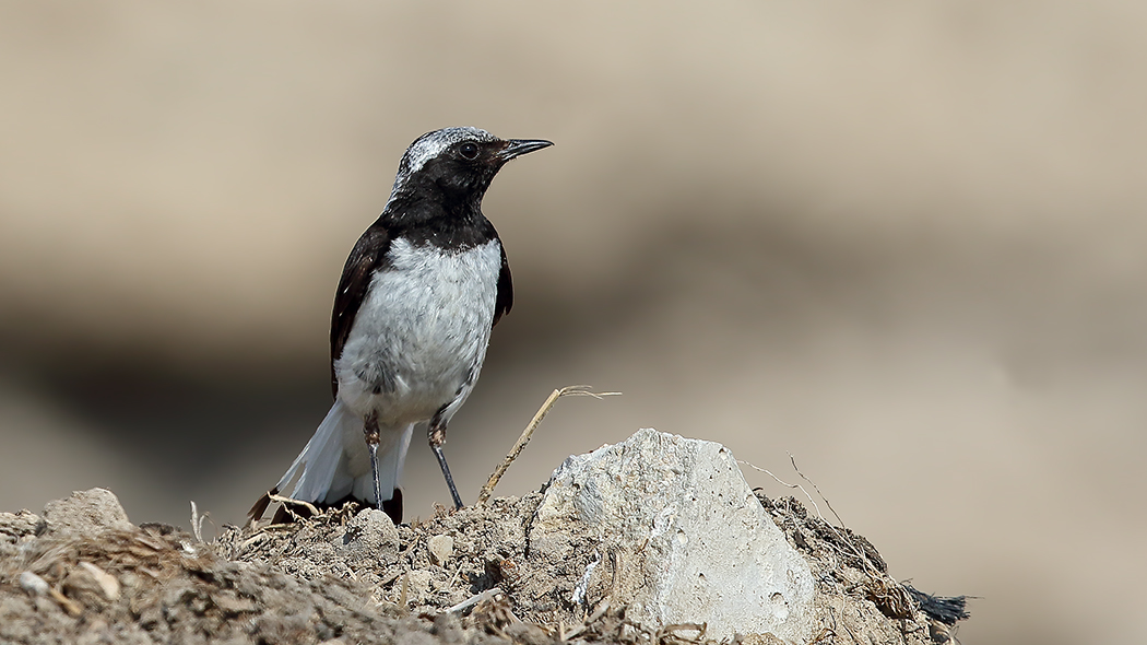 Aksırtlı kuyrukkakan