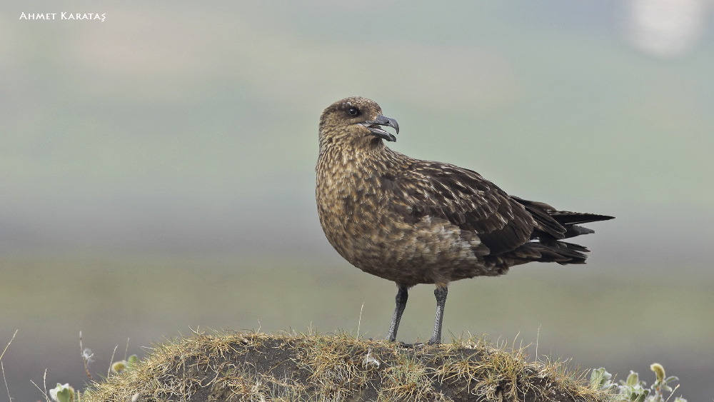 Büyük korsanmartı