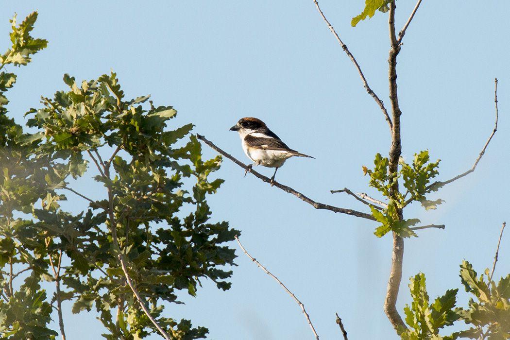 Kızılbaşlı örümcekkuşu