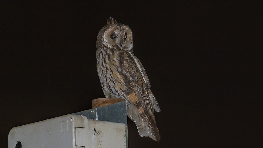 Kulaklı orman baykuşu