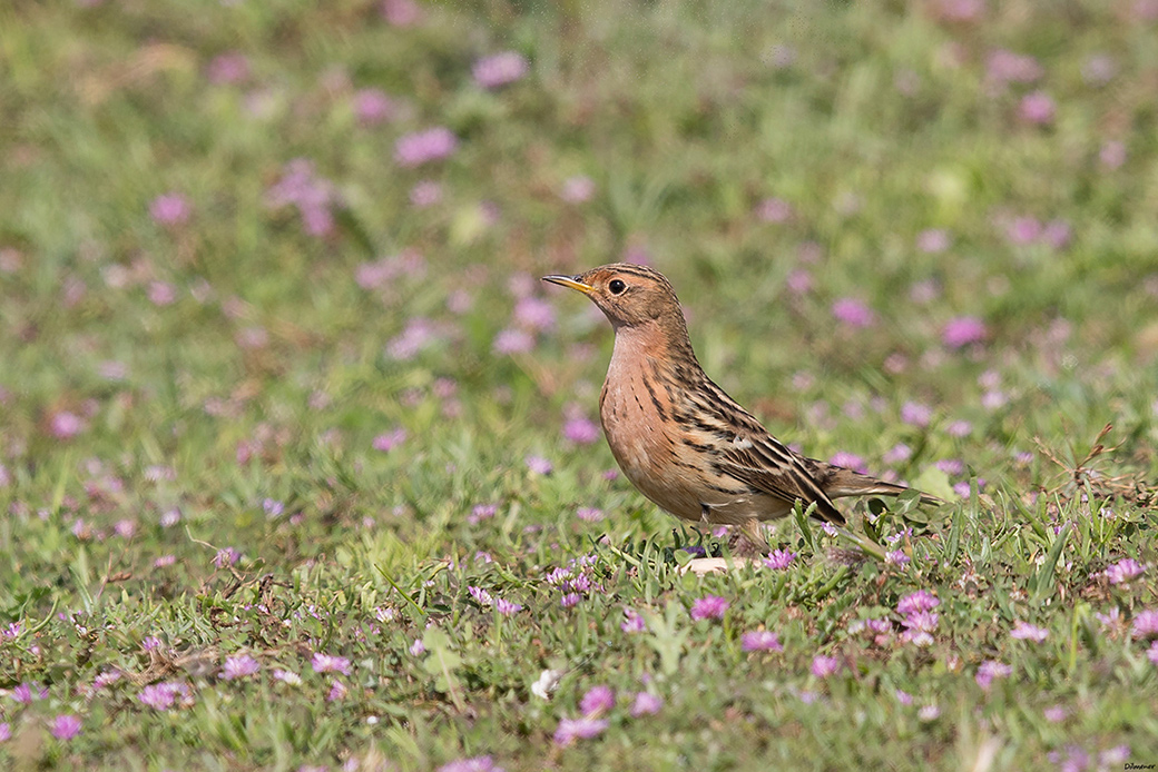 Kızılgerdanlı incirkuşu