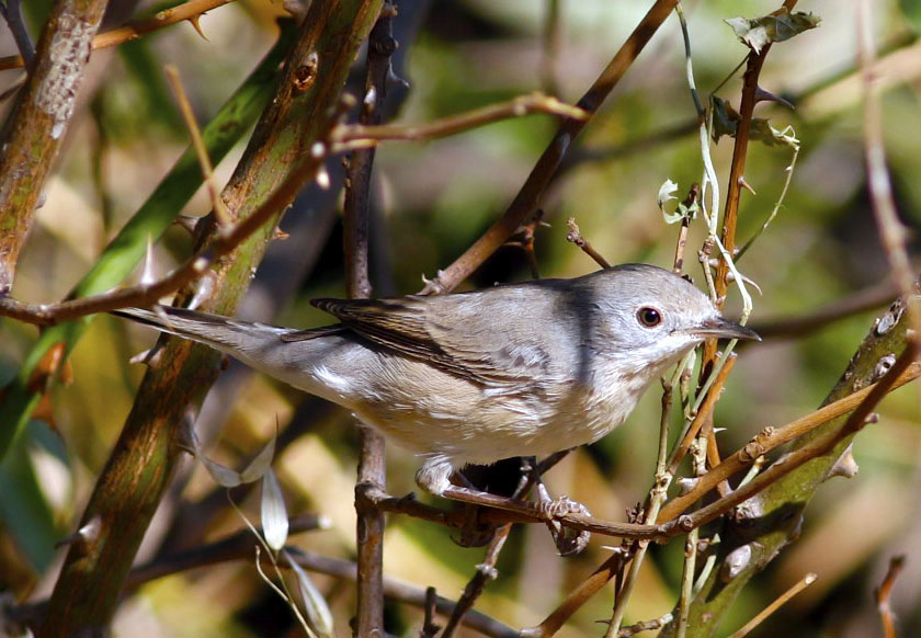 Bıyıklı ötleğen