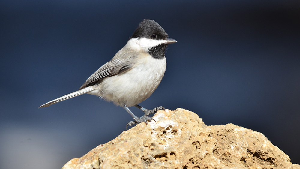 Akyanaklı baştankara
