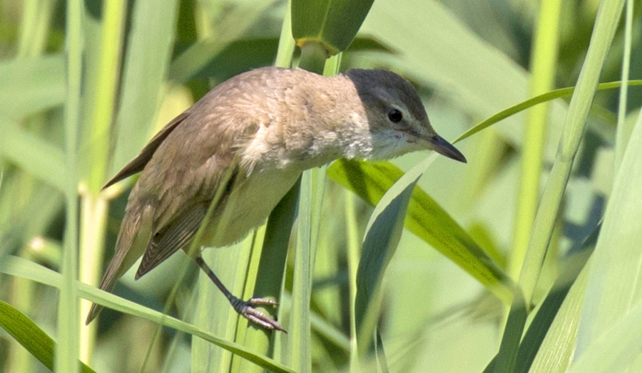 Büyük kamışçın