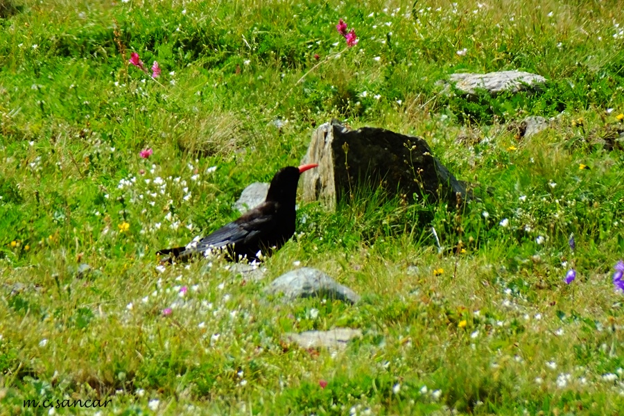 Kırmızıgagalı dağ kargası