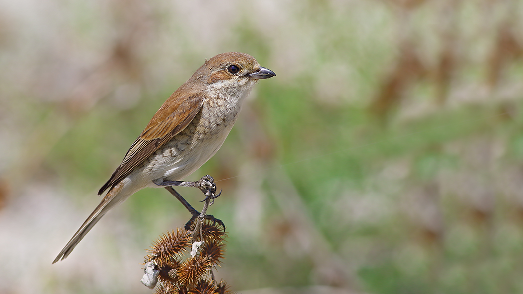 Kızılsırtlı örümcekkuşu