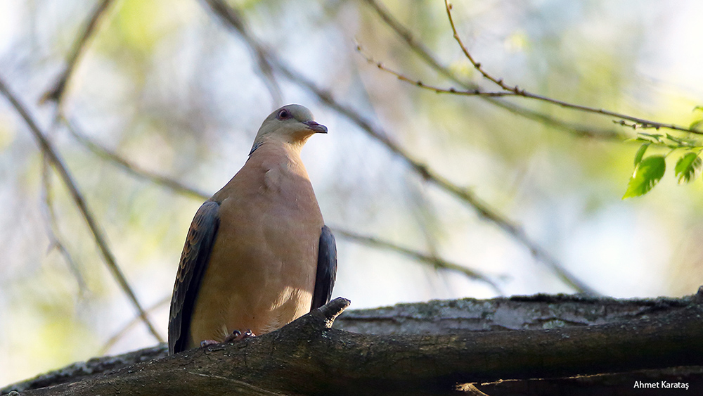 Büyük üveyik eskisi