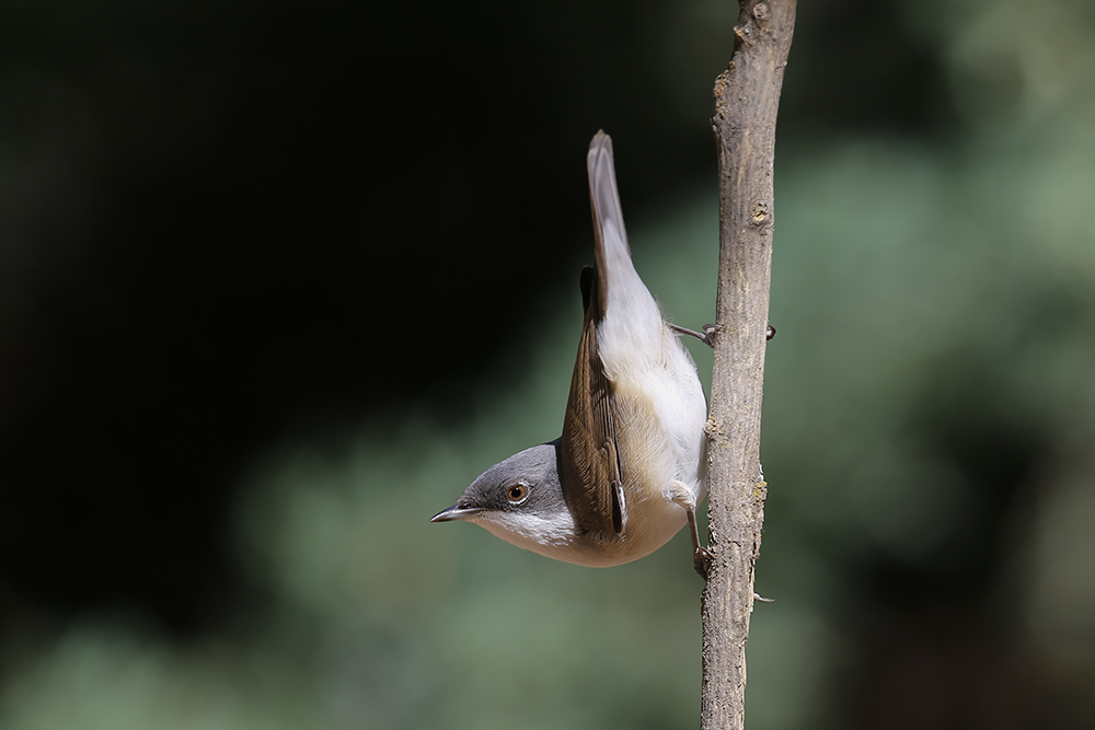 Küçük akgerdanlı ötleğen