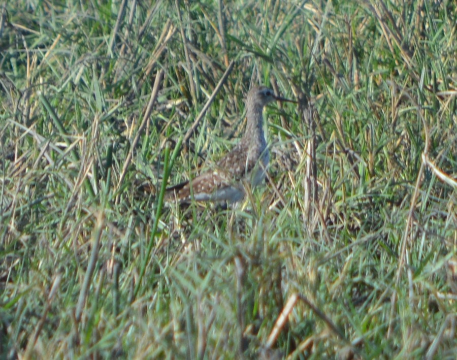 Orman düdükçünü