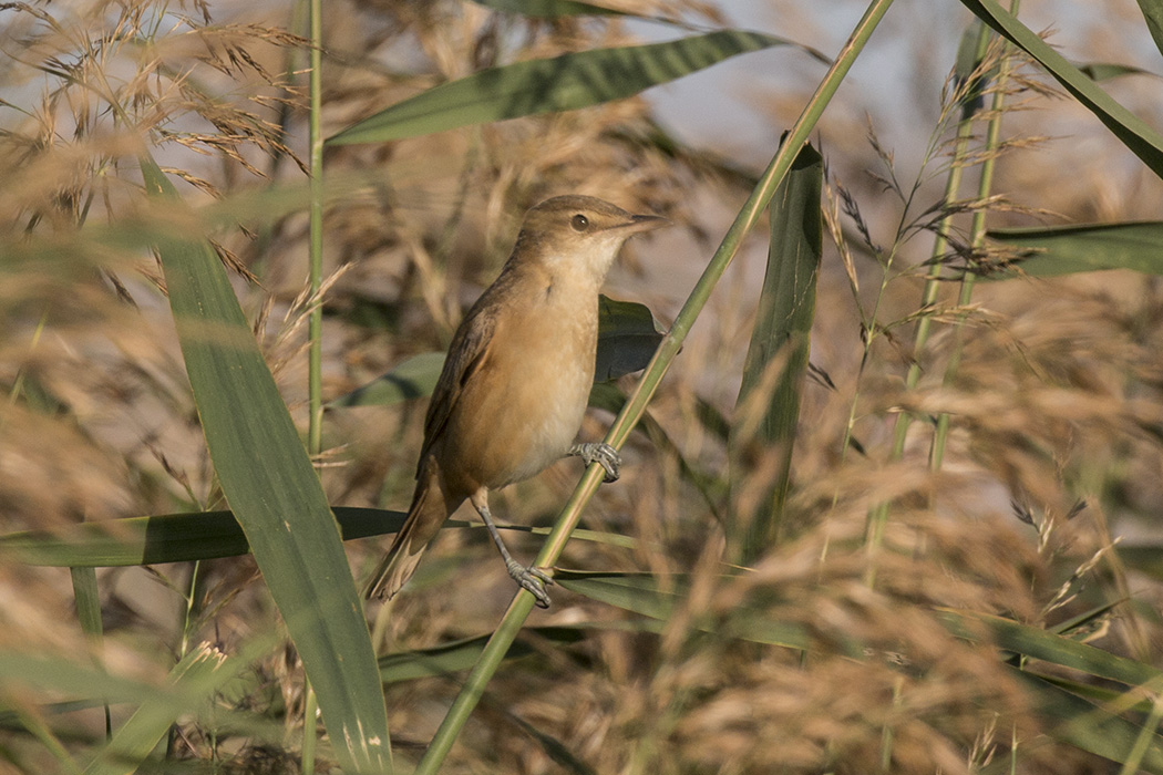 Büyük kamışçın