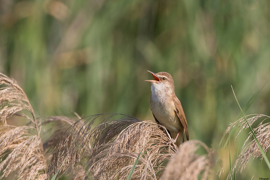 Büyük kamışçın
