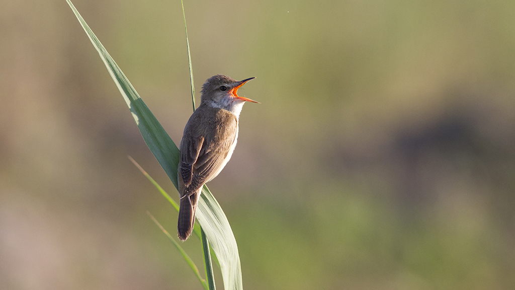 Büyük kamışçın